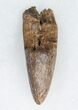 Tyrannosaurus rex (T-Rex) Tooth Tip - South Dakota #11916-1